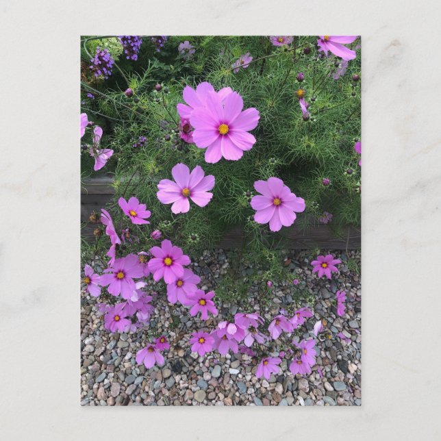 Cartes Pour Fêtes Annuelles Fleurs cosmos avec cailloux Sur un (Devant)