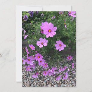 Cartes Pour Fêtes Annuelles Fleurs cosmos avec cailloux Sur un