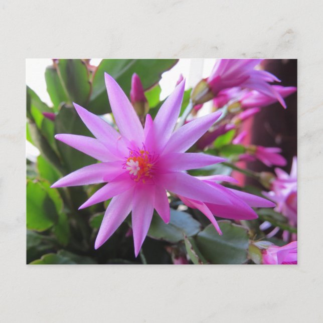 Cartes Pour Fêtes Annuelles Fleurs de cactus de Pâques (Devant)