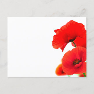 Cartes Pour Fêtes Annuelles Fleurs de coquelicots sur fond blanc au printemps