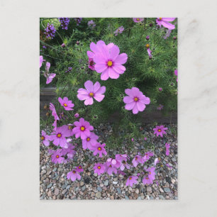 Cartes Pour Fêtes Annuelles Fleurs de Cosmos avec des galets sur un
