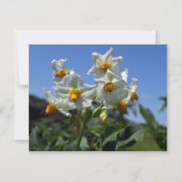 Fleurs étoilées Solanum tuberosum