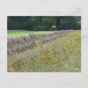 Cartes Pour Fêtes Annuelles Fleurs sauvages violet et jaune do-it-yourself car
