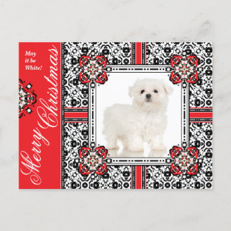 Cartes Pour Fêtes Annuelles Fluffy Little Dog vous souhaite un Noël blanc