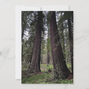 Cartes Pour Fêtes Annuelles Forêt de séquoias géants