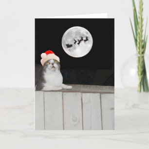 Cartes Pour Fêtes Annuelles Funny Cat Sees Père Noël
