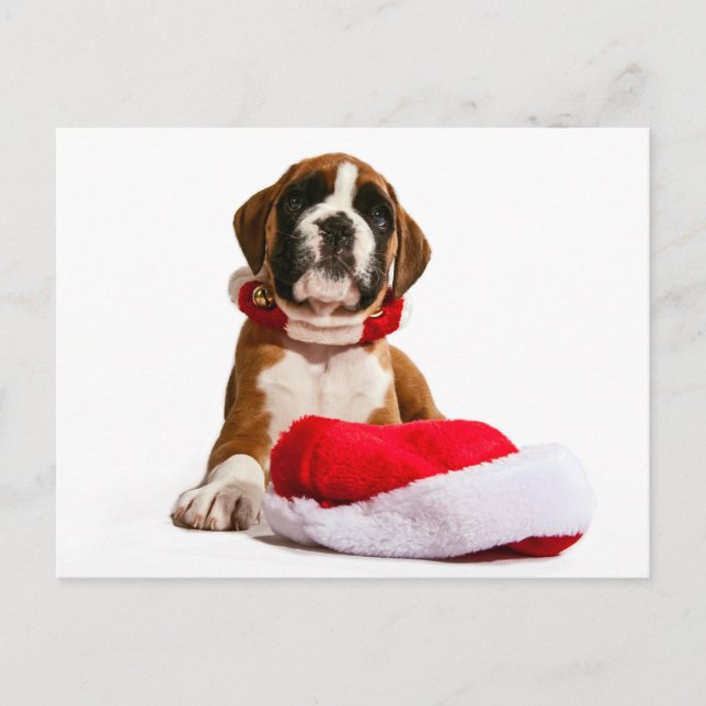 Cartes Pour Fêtes Annuelles funny Christmas dog boxeurs puppy (Devant)