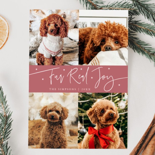 Cartes Pour Fêtes Annuelles Funny Fur Real Joy Chien Photo Rose Noël (Créateur téléchargé)