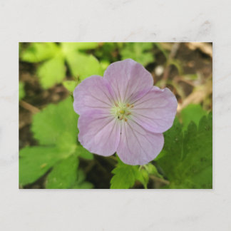 Cartes Pour Fêtes Annuelles Géranium Pourpre Sauvage Fleur Sauvage du Michigan