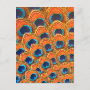Cartes Pour Fêtes Annuelles Glam Boho Orange Blue Peacock Plumes