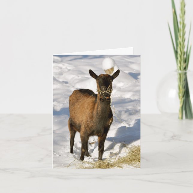 Cartes Pour Fêtes Annuelles Goat in the Snow Xmas (Devant)