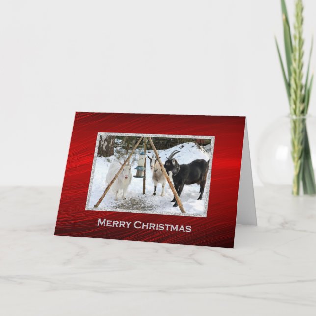 Cartes Pour Fêtes Annuelles Goéland Snow Feeder Photo Noël (Devant)