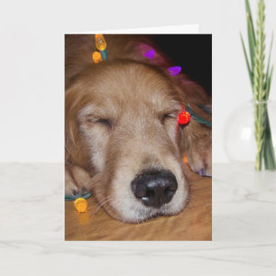 Cartes Pour Fêtes Annuelles Golden Retriever dans les lumières de Noël