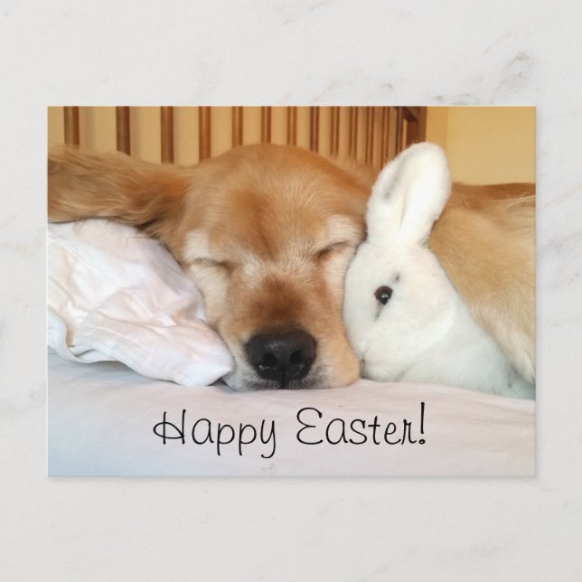 Cartes Pour Fêtes Annuelles Golden retriever de sommeil avec le lapin blanc (Devant)