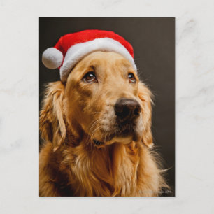 Cartes Pour Fêtes Annuelles Golden Retriever pose pour son Noël