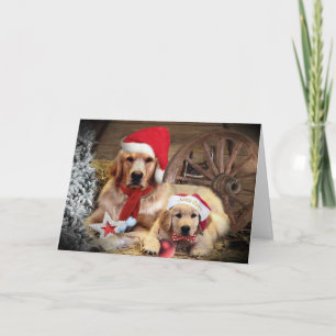 Cartes Pour Fêtes Annuelles Golden Retrior style occidental Noël