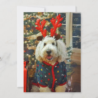 Cartes Pour Fêtes Annuelles Goldendoodle maison pour les vacances