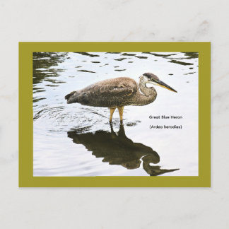 Cartes Pour Fêtes Annuelles Grand Héron bleu (Ardea herodias)