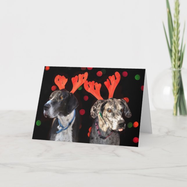 Cartes Pour Fêtes Annuelles Great dane masculin et femelle dans des (Devant)