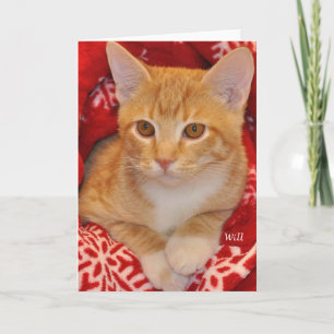 Cartes Pour Fêtes Annuelles Greyfoot Cat Secourt Holiday Orange Tabby Card