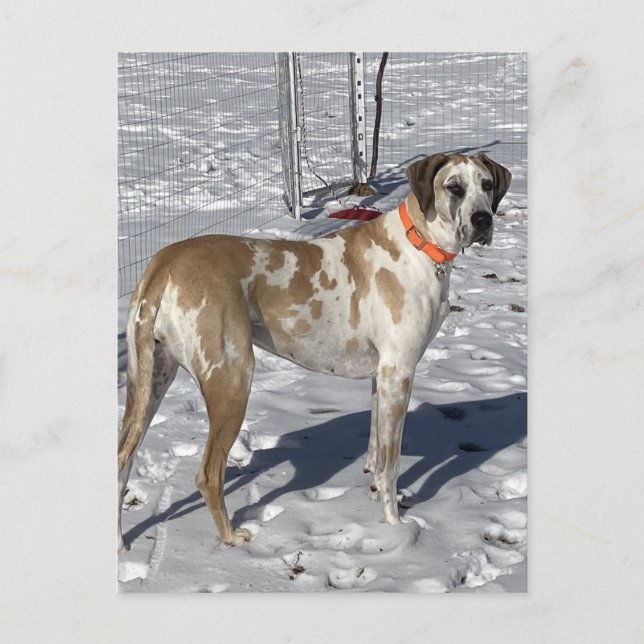 Cartes Pour Fêtes Annuelles Gros Fawnequin Grand Dane chien Triste yeux Visage (Devant)