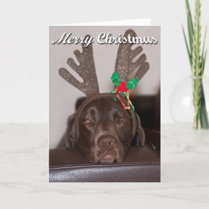 Cartes Pour Fêtes Annuelles Gros Noël Labrador Avec des colliers de fête