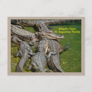 Cartes Pour Fêtes Annuelles Groupe de faiseurs à la ferme d'alligator