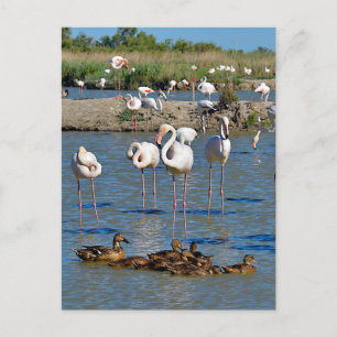 Cartes Pour Fêtes Annuelles Groupe de flamants roses et canards en Camargue