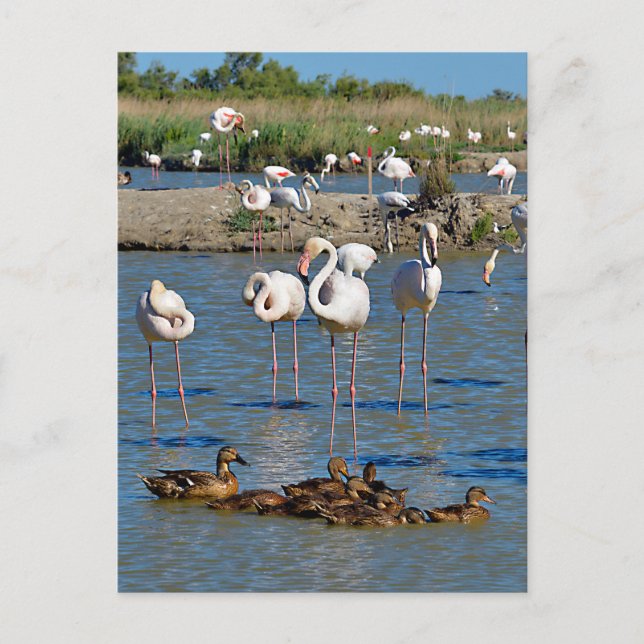 Cartes Pour Fêtes Annuelles Groupe de flamants roses et canards en Camargue (Devant)