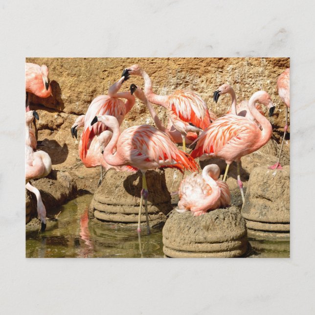 Cartes Pour Fêtes Annuelles Groupe de flamants roses et nids en Camargue (Devant)