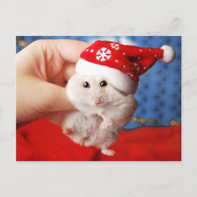 Cartes Pour Fêtes Annuelles Hamster nain mignon Tutku avec le casquette du (Devant)