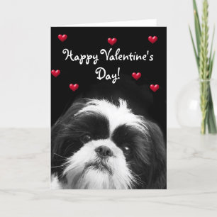 Cartes Pour Fêtes Annuelles Happy Valentine's Day Shih Tzu greeting card