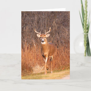 Cartes Pour Fêtes Annuelles Hé - où êtes vous allant ? ! (Cerfs communs/mâle)