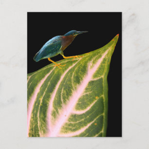 Cartes Pour Fêtes Annuelles Heron et feuille Imprimer, papier d'affiche de val