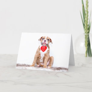 Cartes Pour Fêtes Annuelles Heureuse Sainte-Valentin de chiot de Bulldog migno