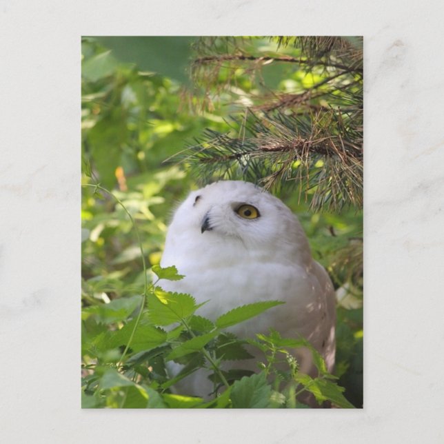 Cartes Pour Fêtes Annuelles Hibou mignon de Milou (Devant)