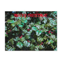 Holly