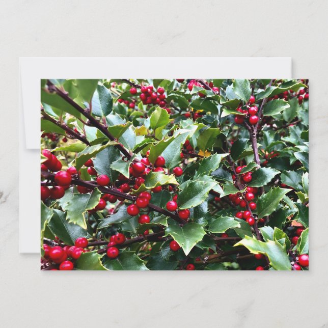 Cartes Pour Fêtes Annuelles Holly leaves and Berries (Devant)