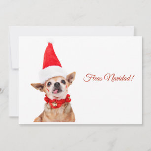 Cartes Pour Fêtes Annuelles Humoristique   chihuahua drôle   unique et inhabit
