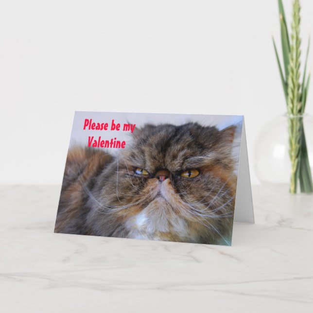 Cartes Pour Fêtes Annuelles Humour Valentine Calico Persian Kitty Card (Devant)