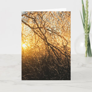 Cartes Pour Fêtes Annuelles icicle branches at sunset
