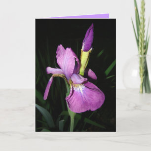 CARTES POUR FÊTES ANNUELLES IRIS