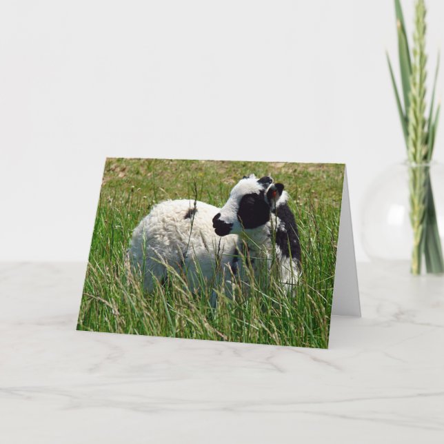Cartes Pour Fêtes Annuelles Jacob Ram Lamb, Pâques (Devant)