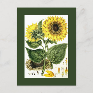 Cartes Pour Fêtes Annuelles Jardin botanique de tournesol Vintage antique PC