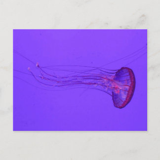 Cartes Pour Fêtes Annuelles Jellyfish 3_|Poisson spécial
