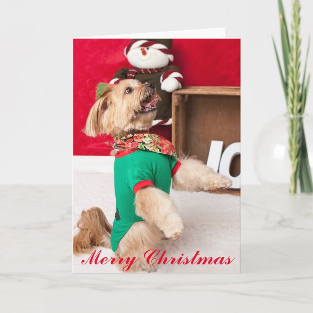 Cartes Pour Fêtes Annuelles Joey soucieux pour Noël (2015) (Devant)