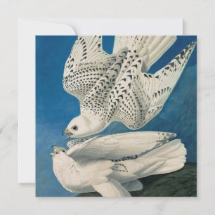 Cartes Pour Fêtes Annuelles John James Audubon - Gyrfalcon
