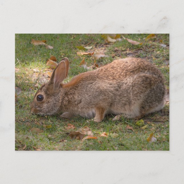 Cartes Pour Fêtes Annuelles Joli Bunny (Devant)