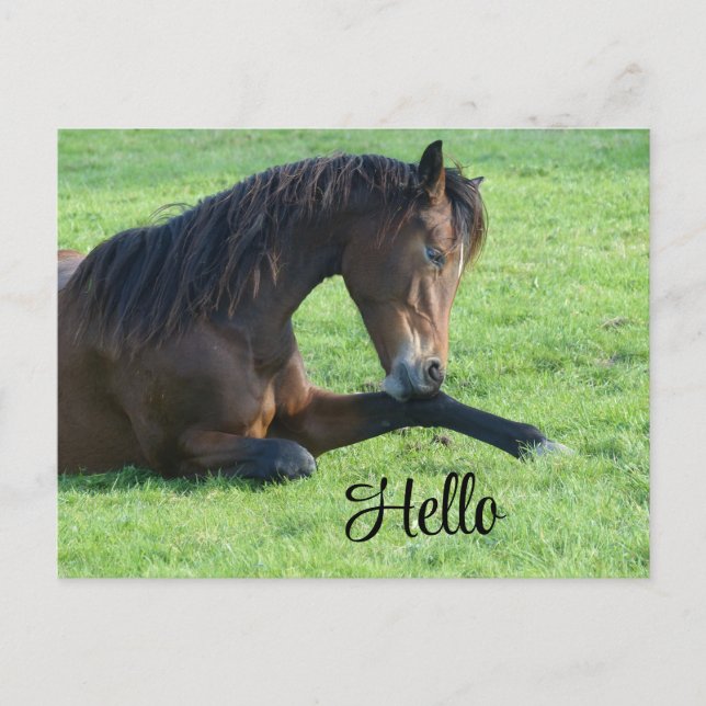 Cartes Pour Fêtes Annuelles Joli Cheval Brown allongé dans l'herbe (Devant)
