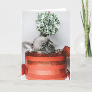 Cartes Pour Fêtes Annuelles Joli chiot gris dans une boîte rouge